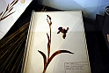 Museo Di Scienze Naturali - Le iris tra botanica e storia 07